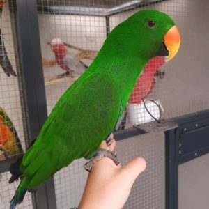 12-month-old Male Eclectus Parrot
