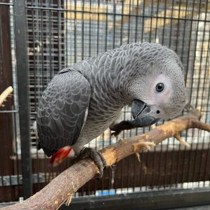 15-Week-Old Female Congo Grey
