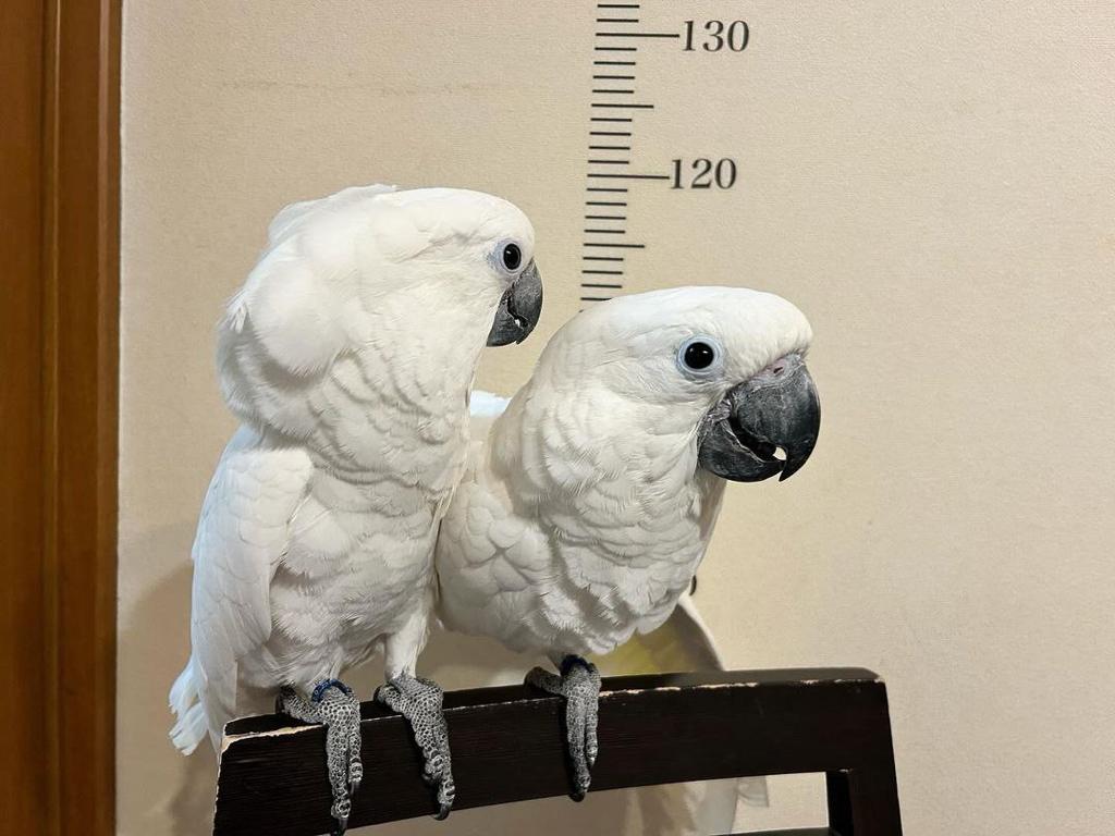 Umbrella Cockatoo