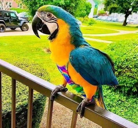 ANGEL FEMALE MACAW FOR SALE