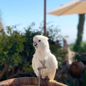 Male Umbrella Cockatoo