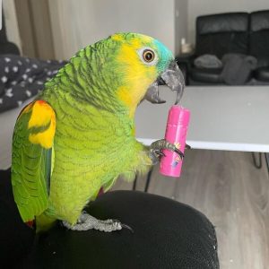 4-Month-Old Female Amazon Parrot