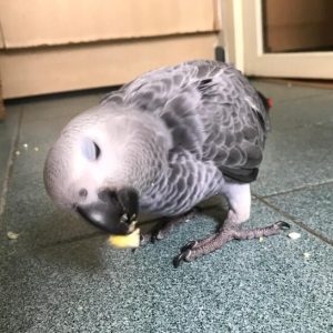 African Grey Congos (2 – Male and Female) With Cage