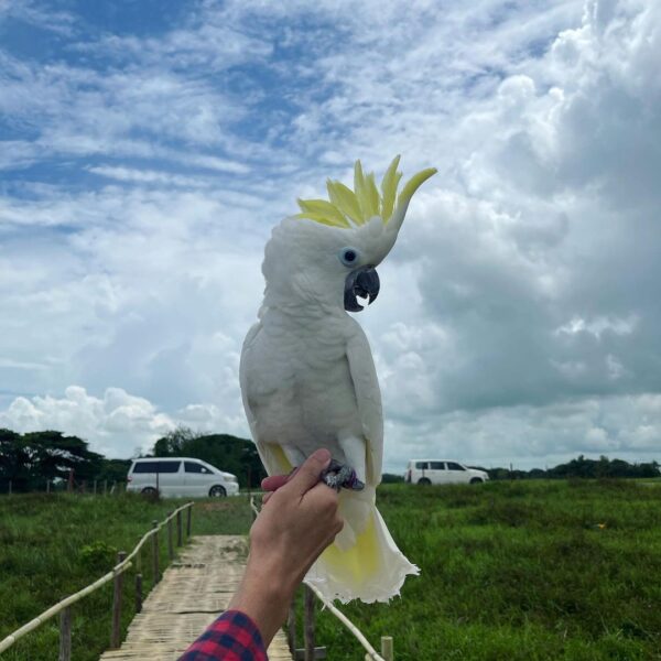 Free flight parrot at ParrotWorld