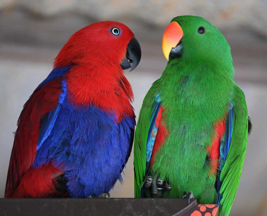 Eclectus Parrots